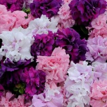 Петуния махровая Дабл Каскад Болд Микс [500 драже] - ООО «Семена Тут»