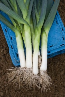 Лук порей Джампер F1 - ООО «Семена Тут»