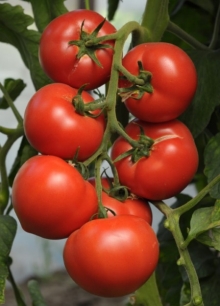 img-1: Томат Пантера F1 - ООО «Семена Тут»