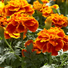 Бархатцы отклоненные Сафари Скарлет [1000 шт] - ООО «Семена Тут»