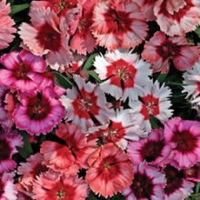 Гвоздика Супер Партфайт Микс  [100 драже] - ООО «Семена Тут»