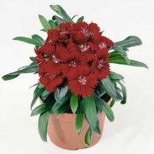 Гвоздика Чиба Кримсон [1000 шт] - ООО «Семена Тут»