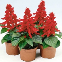 Сальвия Редди Брайт Ред [10000 шт] - ООО «Семена Тут»