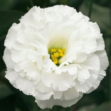 Эустома Корелли 1 Вайт [100 драже] - ООО «Семена Тут»