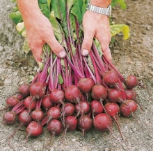 Свекла Экшен F1 [фракция семян: 2,75-3,0 мм] - ООО «Семена Тут»