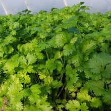 Кориандр Марино - ООО «Семена Тут»