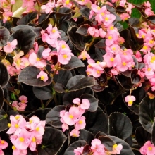 Бегония вечноцветущая Инферно Роуз виз бронз фоулидж [100 драже] - ООО «Семена Тут»