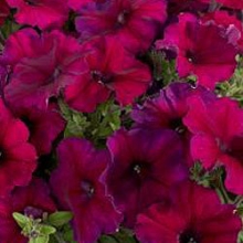 Петуния мультифлора Селебрити Бургунди [1000 драже] - ООО «Семена Тут»