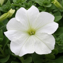 Петуния грандифлора Призм Вайт [1000 драже] - ООО «Семена Тут»