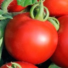 Томат Джина ТСТ (инкруст. семена) - ООО «Семена Тут»