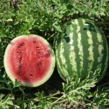 Арбуз Страйк - ООО «Семена Тут»