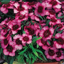 Гвоздика Супер Партфайт Распберри [100 драже] - ООО «Семена Тут»