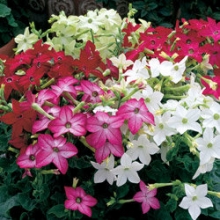 Табак Саратога Микс [100 драже] - ООО «Семена Тут»