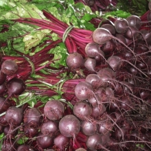 Свекла Ронда F1 [фракция семян: 2,75-3,0 мм] - ООО «Семена Тут»