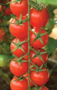 Томат Сентино F1 - ООО «Семена Тут»