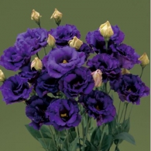 Эустома Корелли СУ 3 Блю  [100 драже] - ООО «Семена Тут»