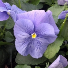 Виола крупноцветковая Матрикс Блю [100 шт] - ООО «Семена Тут»