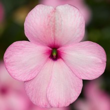 Бальзамин Имара F1 Пинк [1000 шт] - ООО «Семена Тут»
