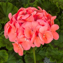 Пеларгония зональная Пинто Премиум Дип Салмон [100 шт] - ООО «Семена Тут»
