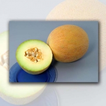 Дыня Гурмет F1 - ООО «Семена Тут»