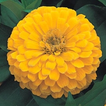 Цинния Дримленд Еллоу [250 шт] - ООО «Семена Тут»