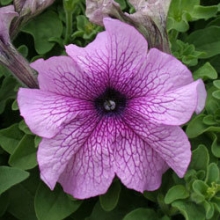 Петуния грандифлора Призм Дьюберри Сандай [100 драже] - ООО «Семена Тут»