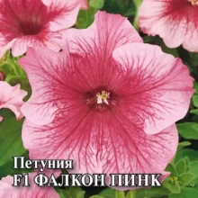 Петуния грандифлора Фалькон Пинк [100 драже] - ООО «Семена Тут»