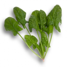 Шпинат Дольфин - ООО «Семена Тут»