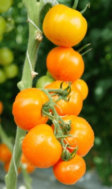 img-1: Томат Фотон F1 - ООО «Семена Тут»