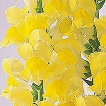 Львиный зев Монако (группа 2,3) Еллоу [1000 шт] - ООО «Семена Тут»