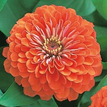 Цинния Дримленд Корал [1 гр] - ООО «Семена Тут»