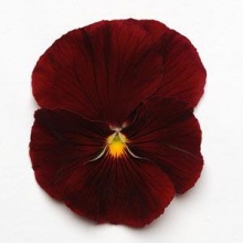 Виола крупноцветковая Матрикс Скарлет [100 шт] - ООО «Семена Тут»