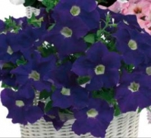 Петуния грандифлора Капри Блю виз Вайт Ай [250 драже] - ООО «Семена Тут»