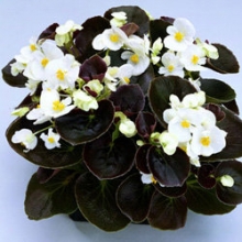 Бегония вечноцветущая Сенатор Ай Кью Вайт [1000 драже] - ООО «Семена Тут»