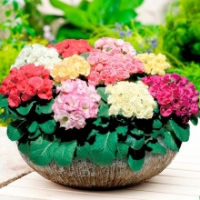 Примула махровая Примлет Микс [100 шт] - ООО «Семена Тут»