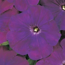 Петуния мультифлора Мираж Пурпл [1000 драже] - ООО «Семена Тут»