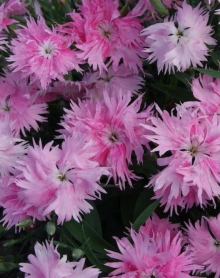 img-1: Гвоздика Супра Пинк [1000 шт] - ООО «Семена Тут»