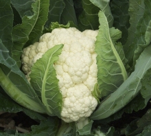 Капуста цветная Карнак F1 - ООО «Семена Тут»