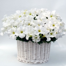 Петуния грандифлора Капри Вайт [250 драже] - ООО «Семена Тут»