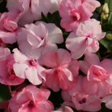 Бальзамин махровый Афина Эппелблоссом [100 шт] - ООО «Семена Тут»