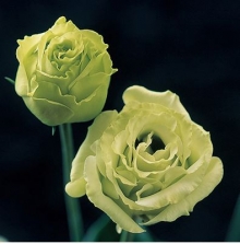 Эустома Крома 1 Грин [100 драже] - ООО «Семена Тут»