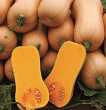 Тыква Ариэль F1 - ООО «Семена Тут»