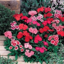 Гвоздика турецкая Барбарини Формула микс [100 шт] - ООО «Семена Тут»