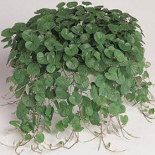 Дихондра Эмеральд фолс [250 м/драже] - ООО «Семена Тут»