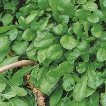 Кресс-салат Крупнолистовой - ООО «Семена Тут»