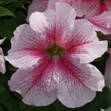 Петуния грандифлора Призм Распберри Сандай [5000 драже] - ООО «Семена Тут»