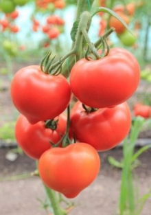 img-1: Томат Белфорт F1 - ООО «Семена Тут»