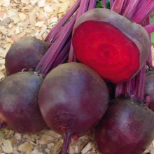 Свекла Мондоро - ООО «Семена Тут»