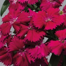 Гвоздика Чиба Роуз [500 шт] - ООО «Семена Тут»