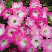 Петуния ампельная Опера Пинк Морн [250 драже] - ООО «Семена Тут»